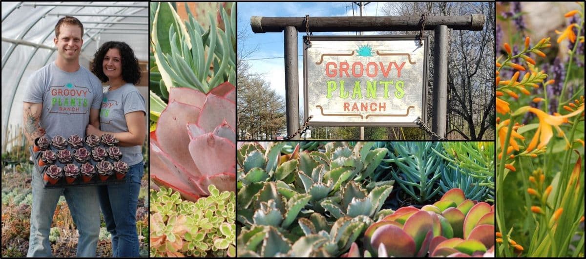 Mowango Nursery