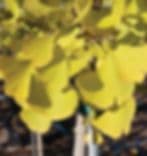 Moyer's Nursery & Landscaping