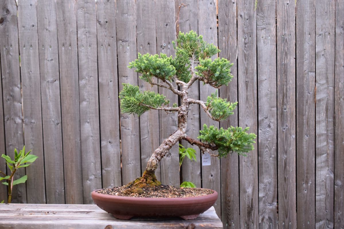 Mr. B's Bonsai Garden