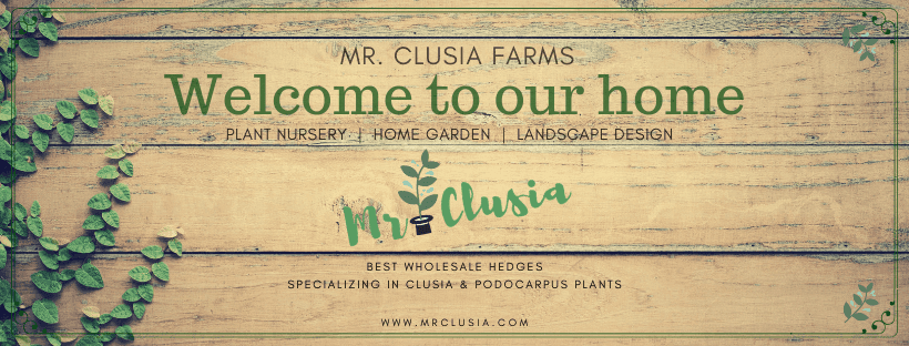 Mr. Clusia