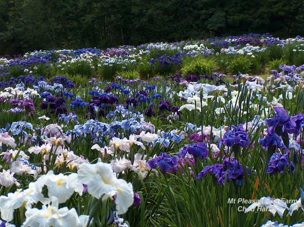 Mt Pleasant Iris Farm