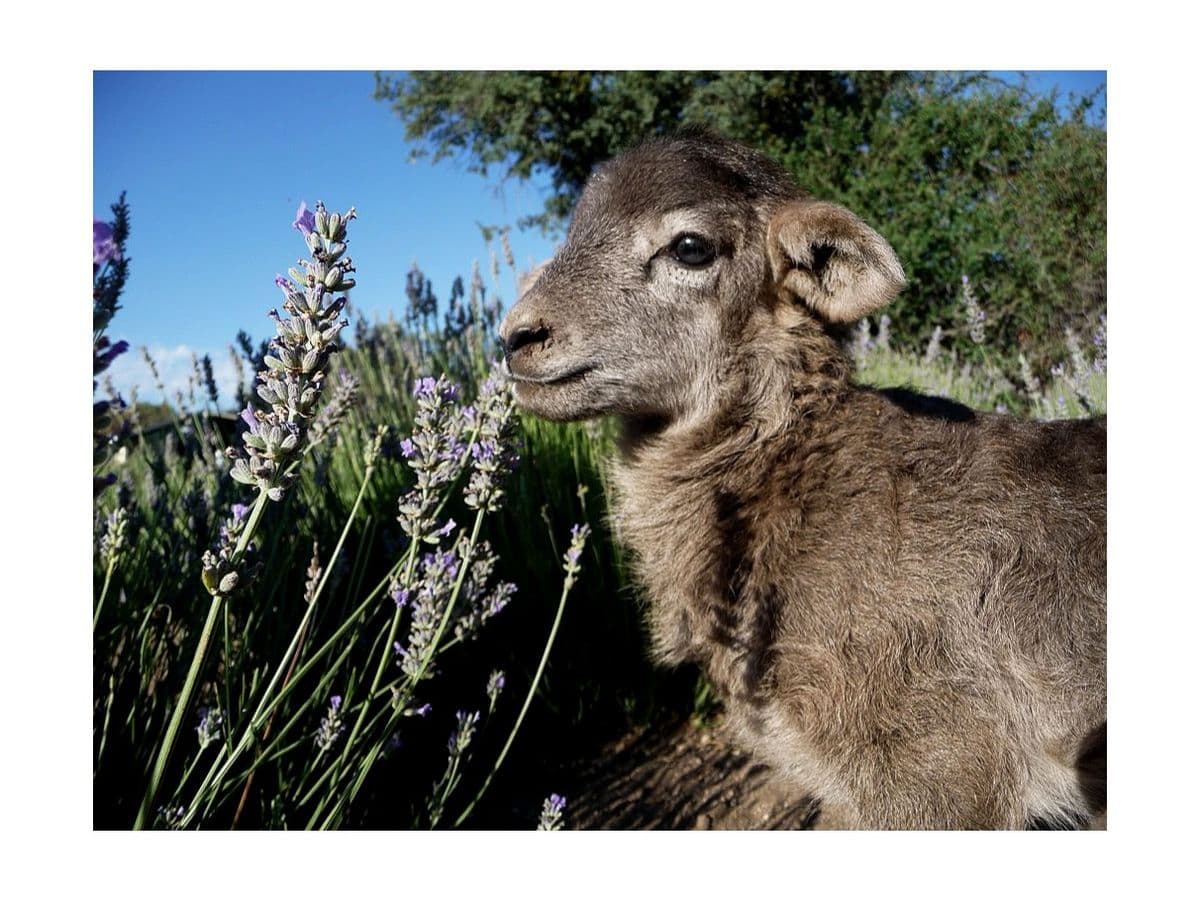 Mulberry Lavender Farm and B&B