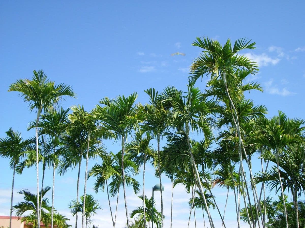 Mullens Plants & Palms