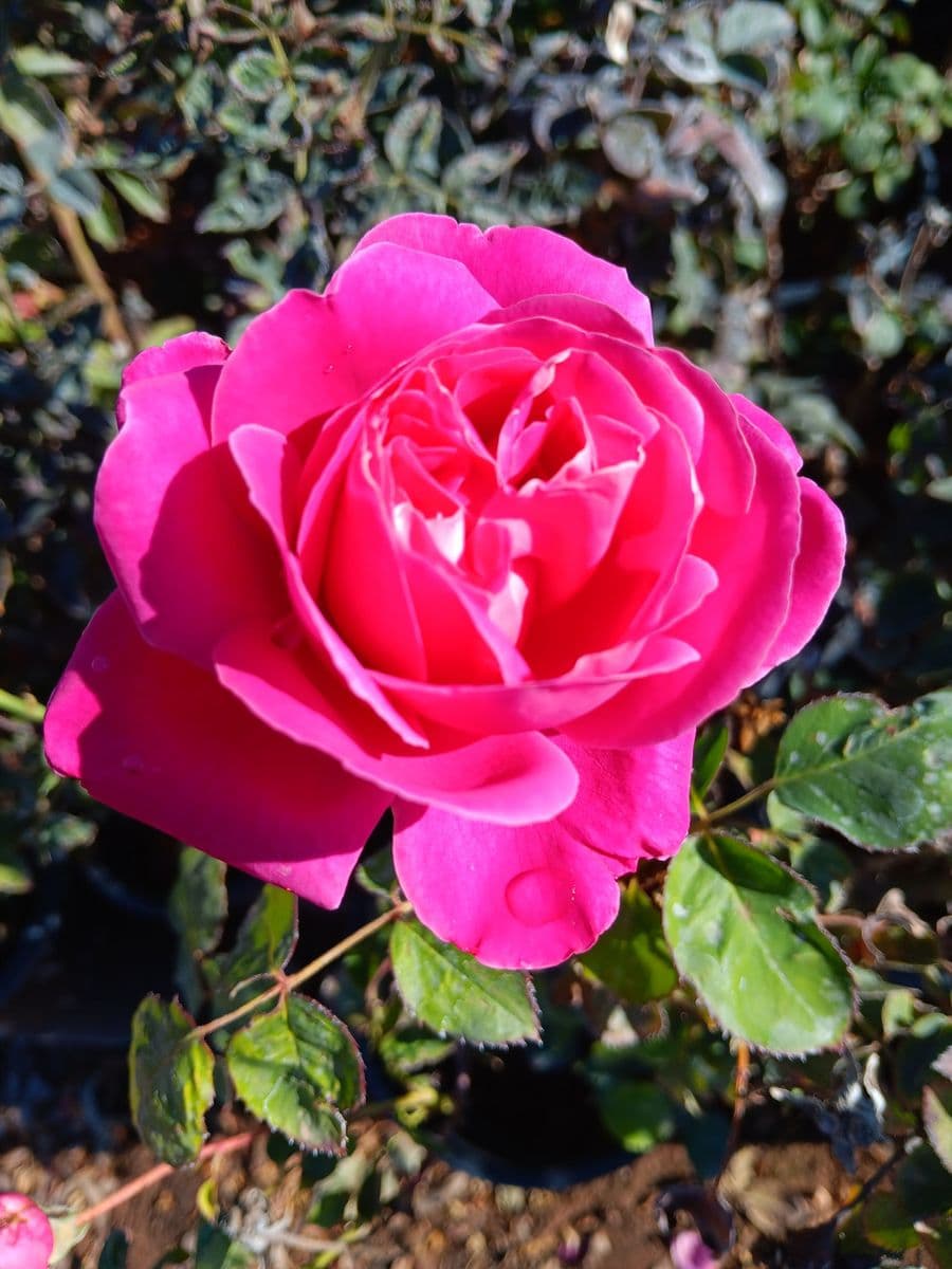 Multicolored Creations Rose Trees