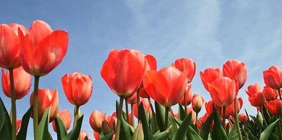 Murray Bros Nurseries and Garden Center