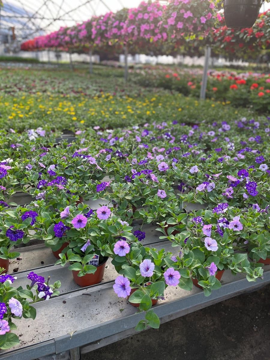Murray Farms Greenhouse