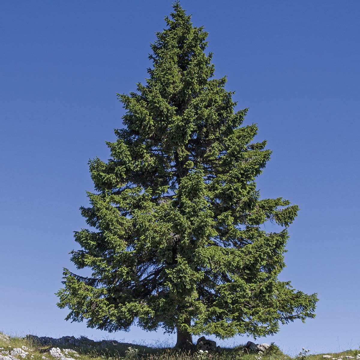Musser Forests, Inc.
