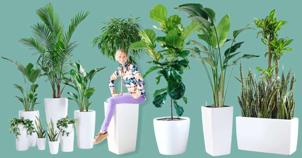 My City Plants