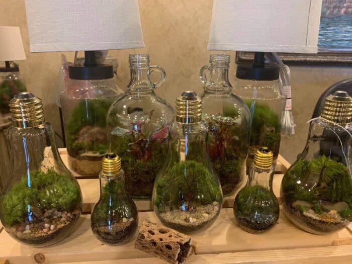 My DIY Terrarium