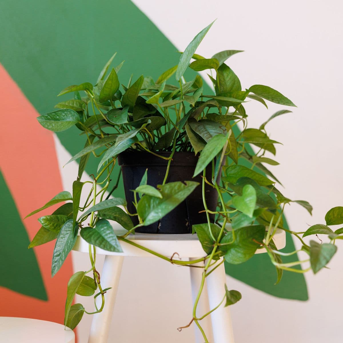 My Kansas Jungle Plant Market