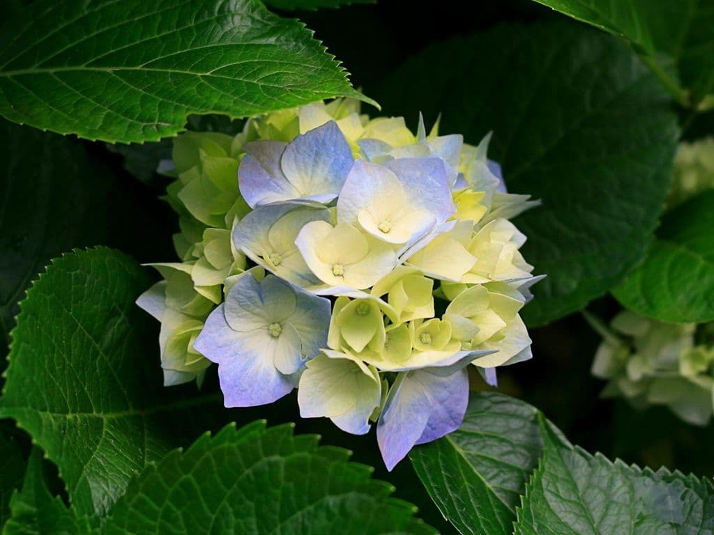 Myers Cove Nursery