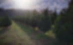 Mystic Farm