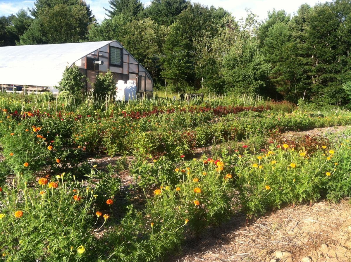 Native Farm Flowers