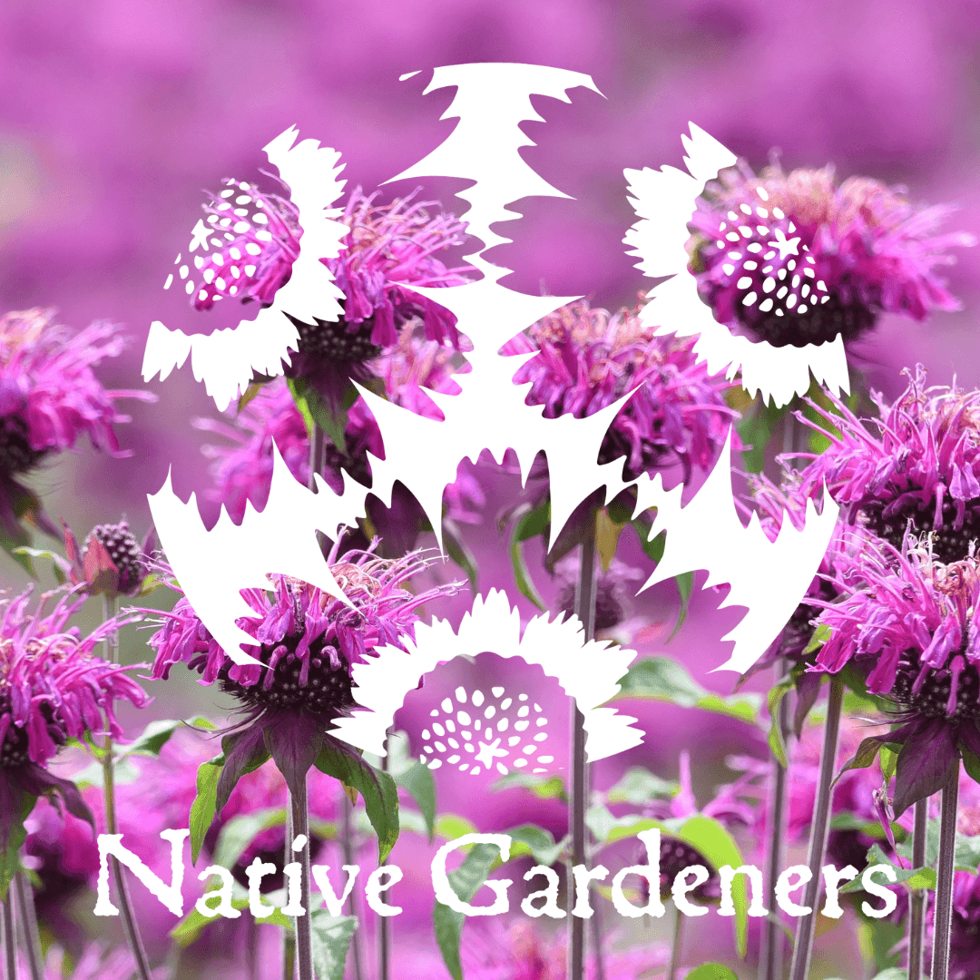 Native Gardeners Nursery: Texas Native Plants & Species DFW