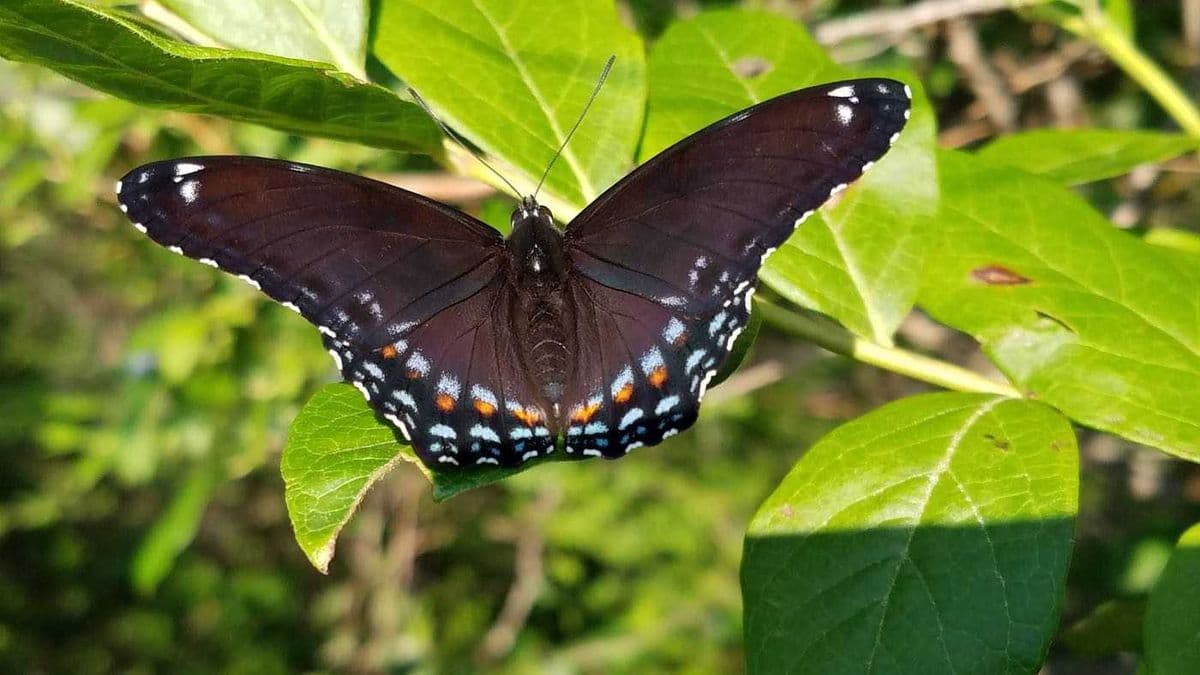 Native Haunts Plant Nursery and Consulting