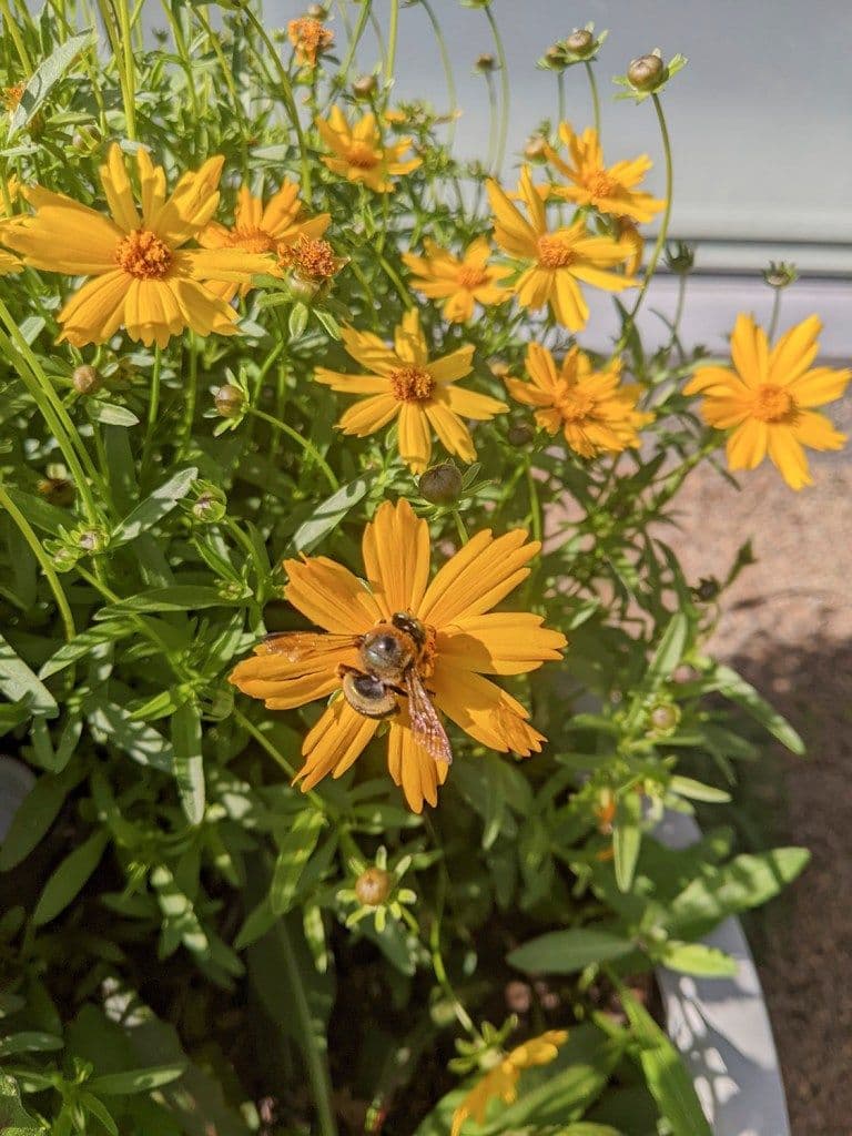 Native Plant Company