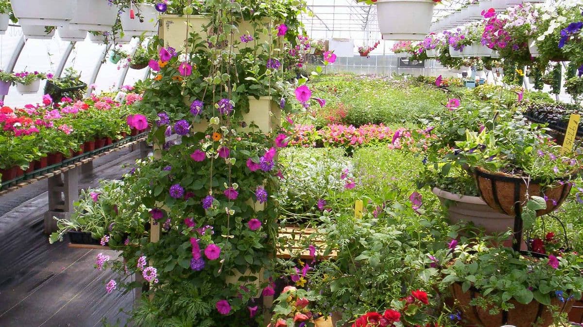 Native Sun Nursery & Landscaping, LLC