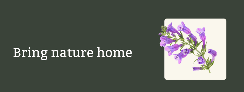 Native Utah Plants