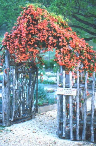 Natives of Texas Nursery