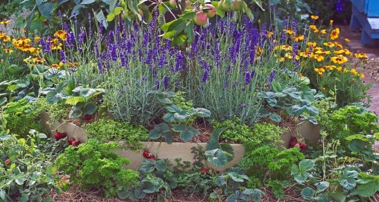 Natural Affinity Plants and Gardening