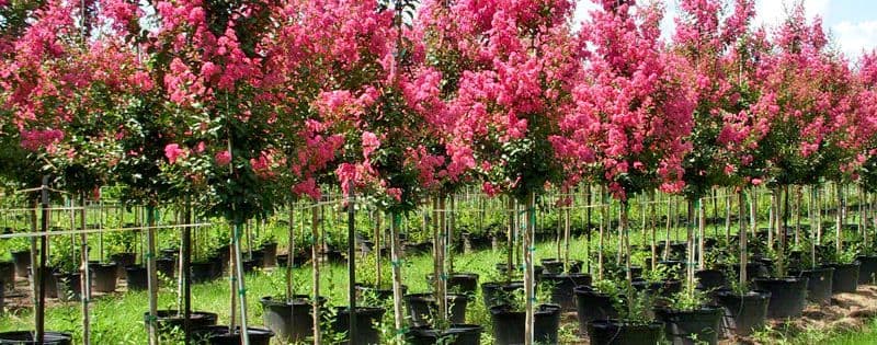 Natural Creations Farms