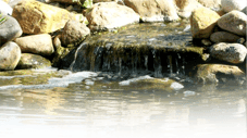 Natural Ponds & Gardens