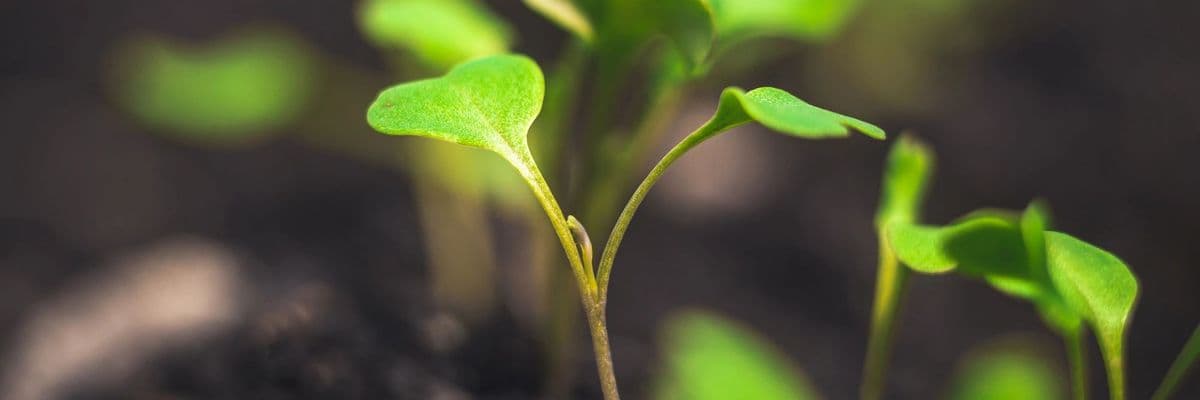 Nature's Art Garden Supply