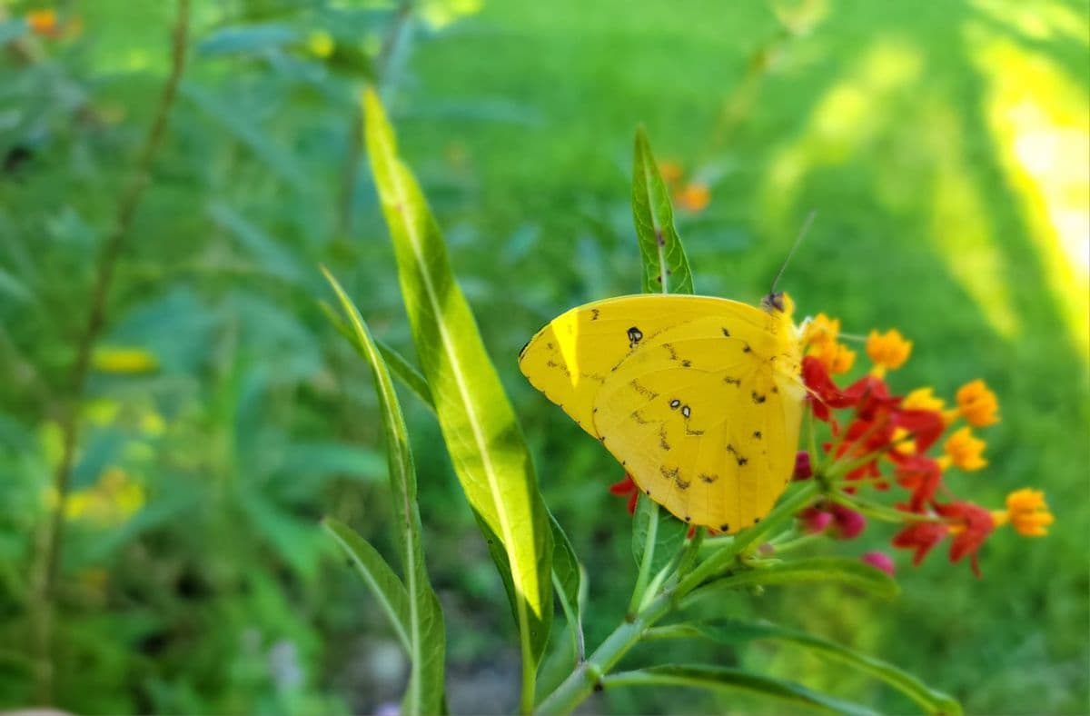Nature's Beautiful Gift