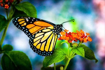 Nature's Magic LLC