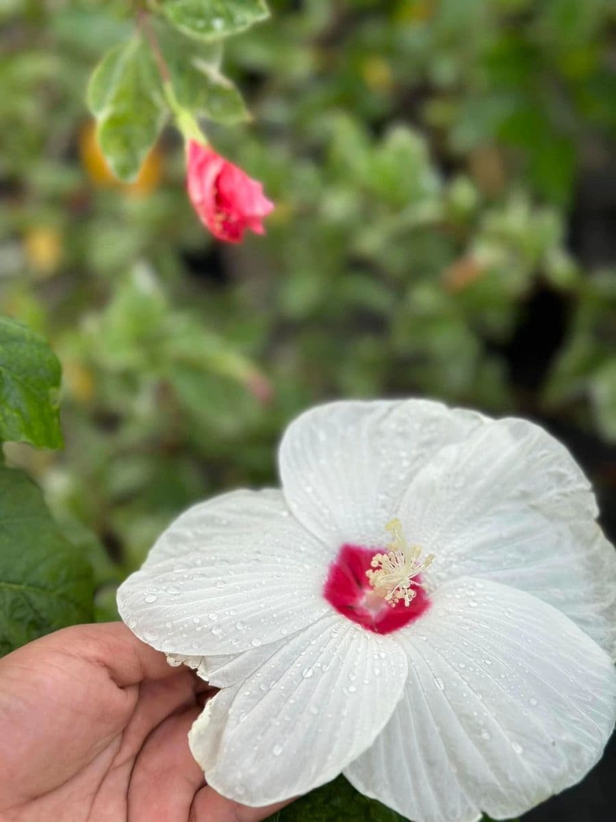 Naty's Garden Inc.