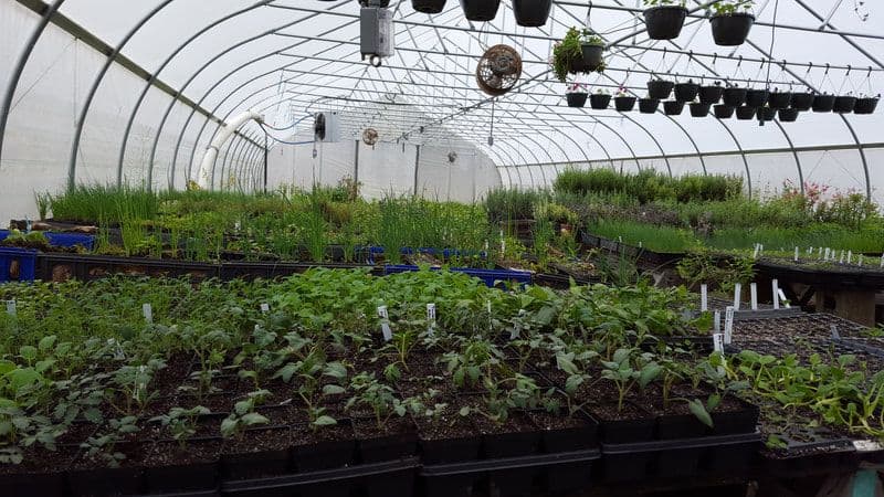 Needle-Lane Farms