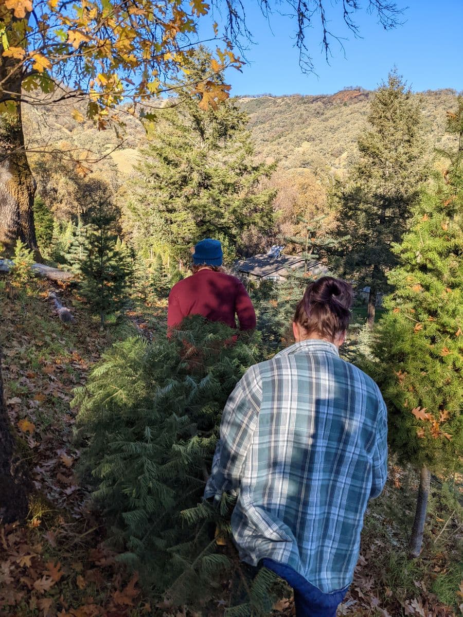 Nelson Christmas Trees