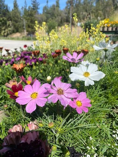 Nelson's Nursery