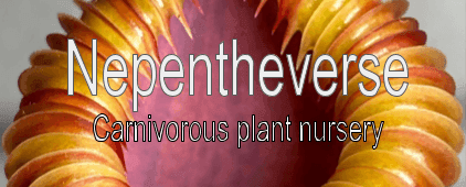Nepentheverse