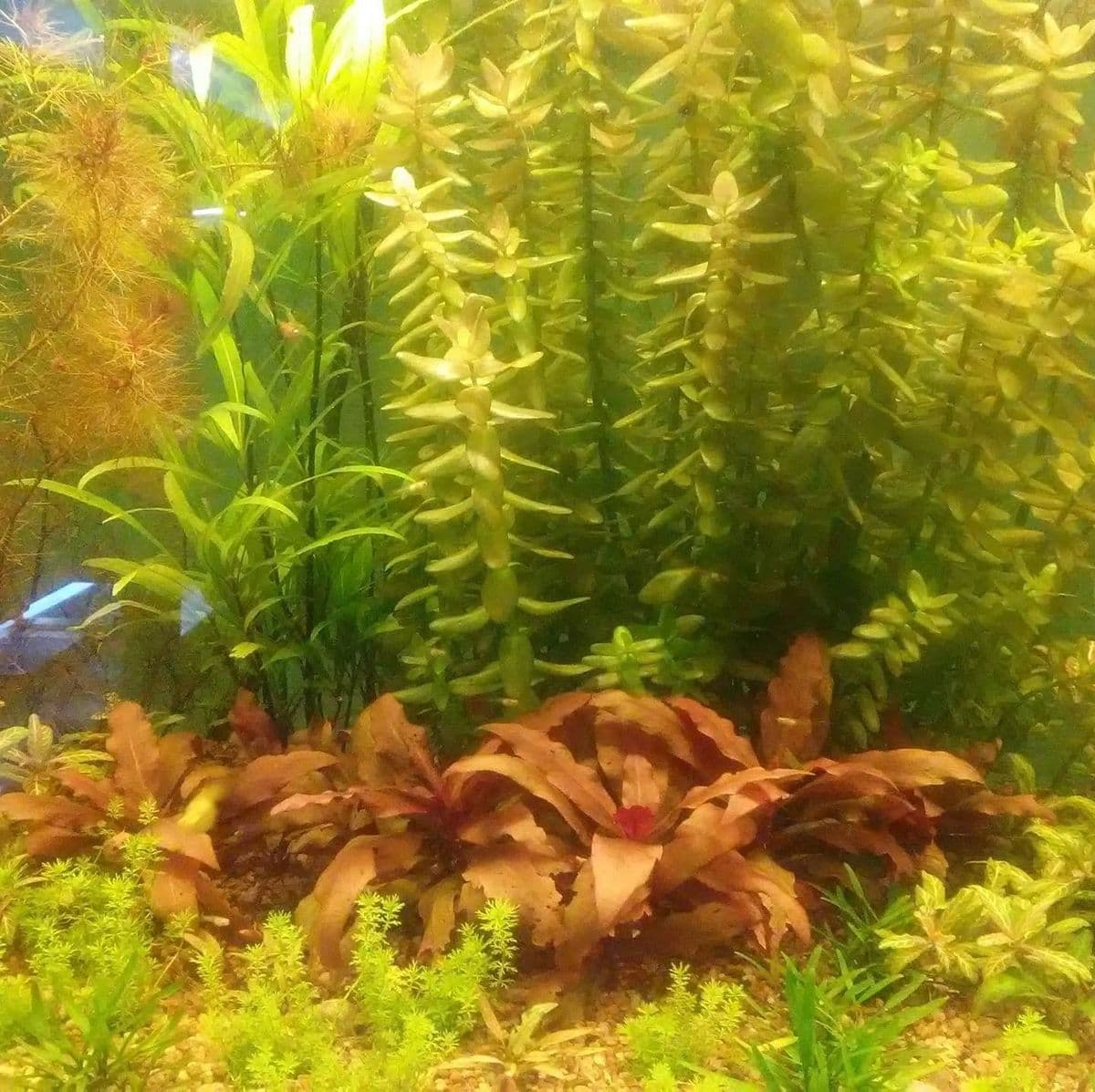 Neptunes Gardens