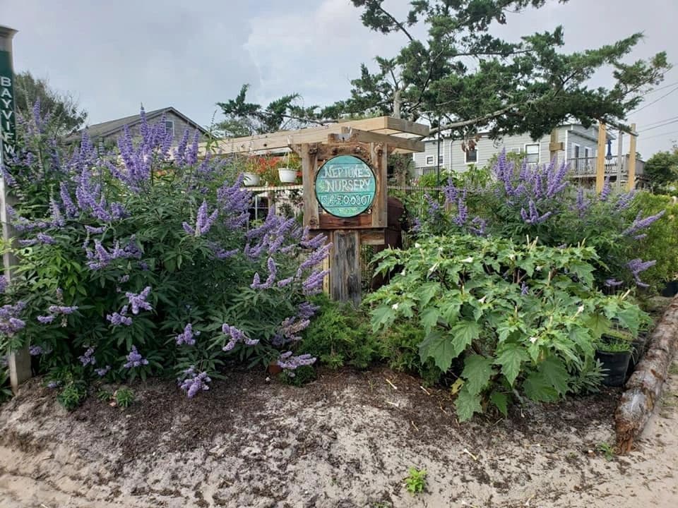 Neptune's Nursery