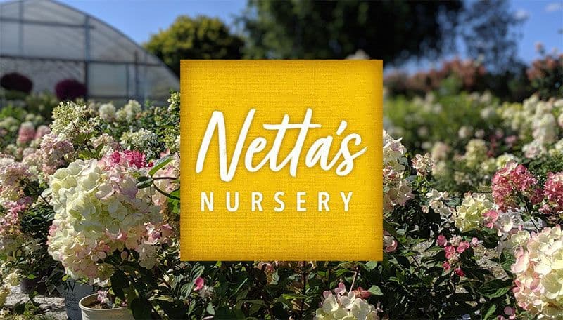Netta's Nursery