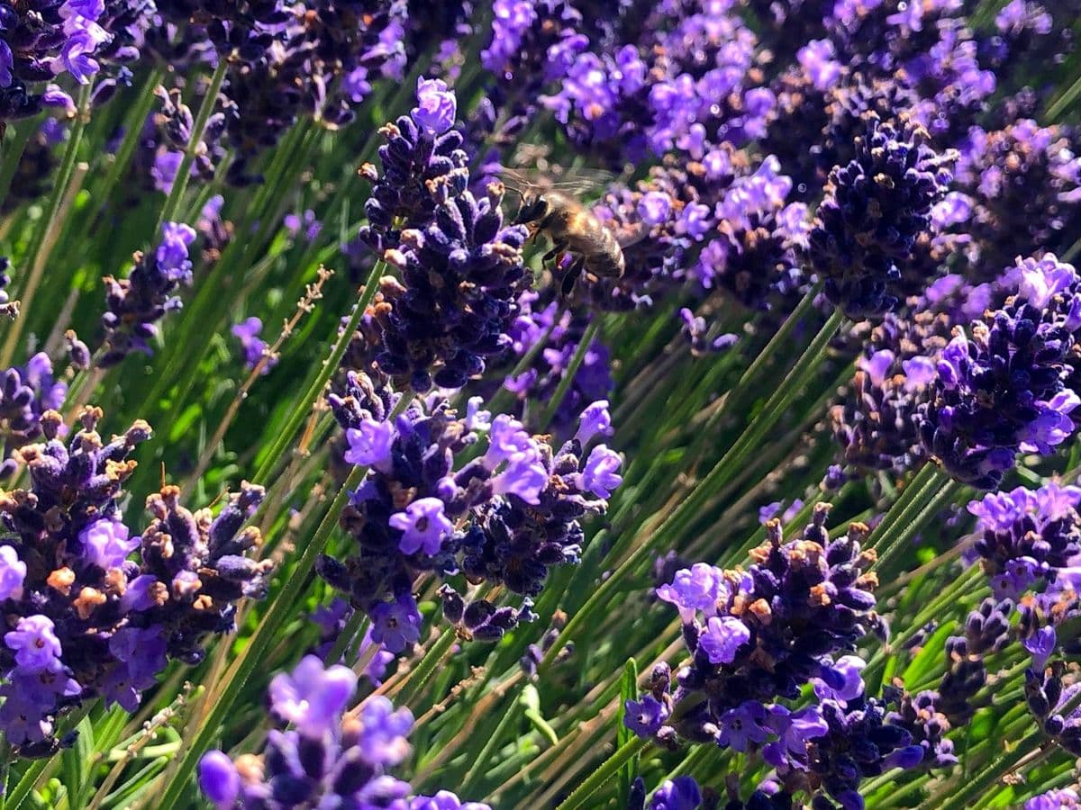Nevada's Own Perennials