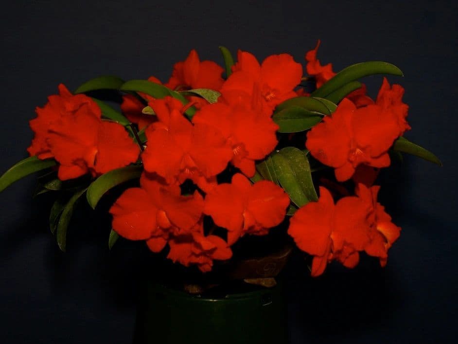 New Earth Orchids