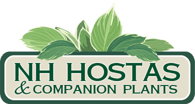 New Hampshire Hostas