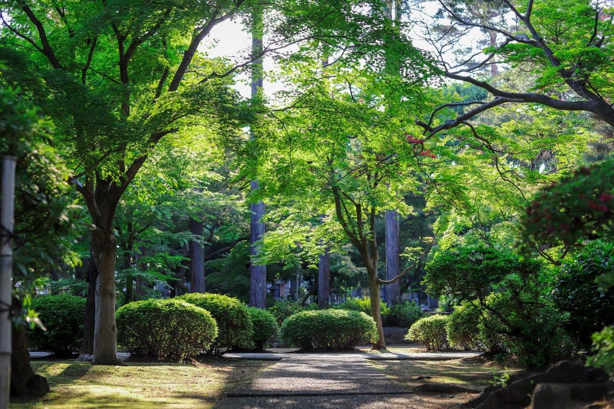 New Hanover Gardens