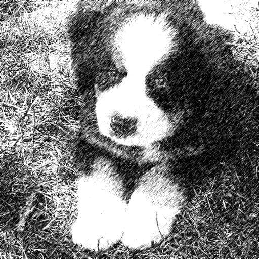 New Haven Puppies and Flowers