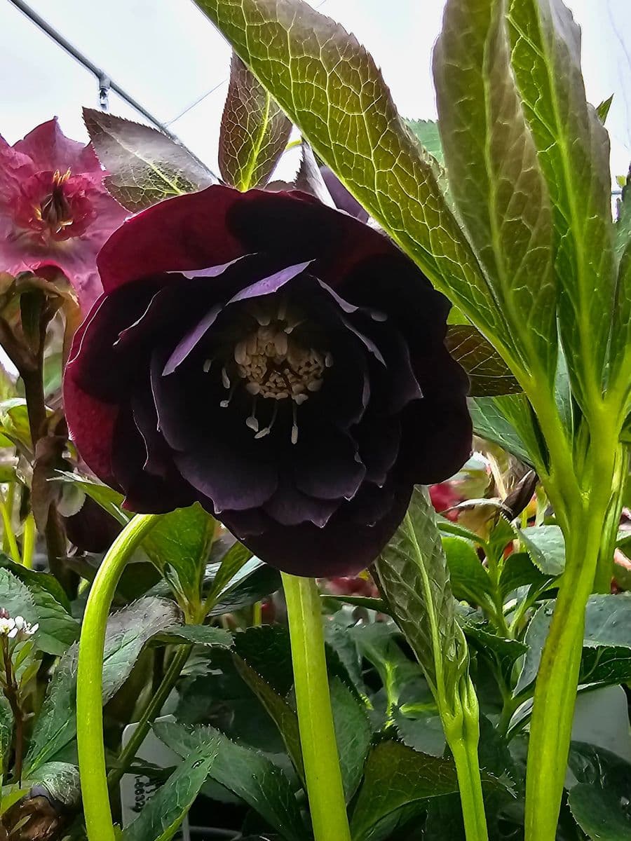 New Hope Nursery