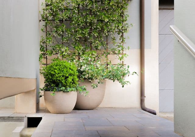 New Native Gardens
