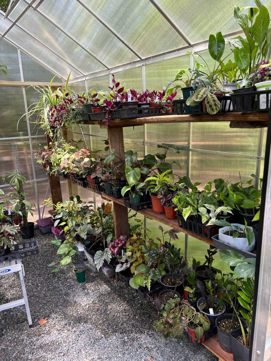 New Roots Nursery