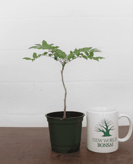 New World Bonsai
