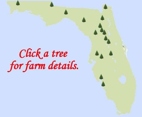 Nicholas's Christmas Tree Farm