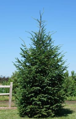 Nielsen Tree Farms