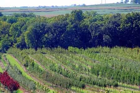Nodaway Valley Tree Farm