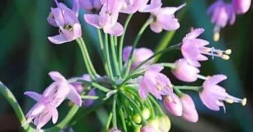 Nodding Onion Gardens Native Plant Nursery